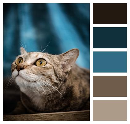 Tabby Pet Cat Image