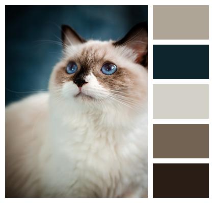 Pet Cat Ragdoll Image