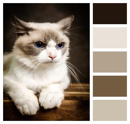 Ragdoll Cat Pet Image