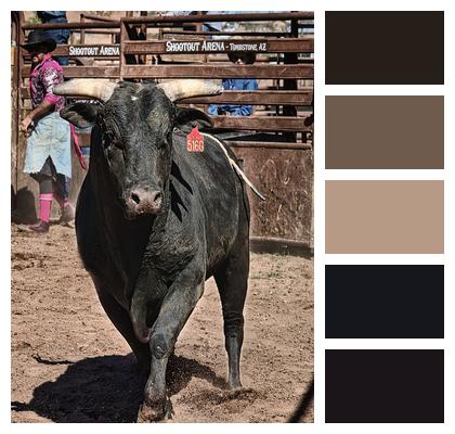 Bull Nature Rodeo Image