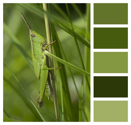 Grasshopper Grass Insect Image