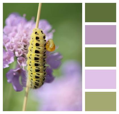 Caterpillar Sanguisorba Burnet Image