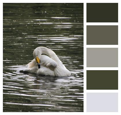 Bird Swan Pond Image