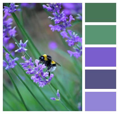 Insect Bumblebee Lavender Image