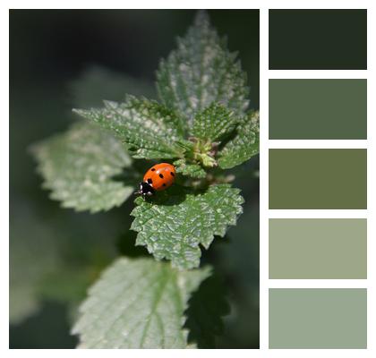 Ladybug Entomology Insect Image