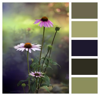 Bokeh Echinacea Flowers Image