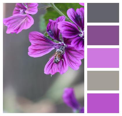 Mallow Blossom Flower Image