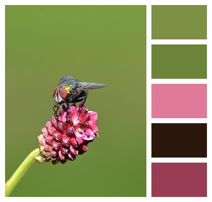 Fly Insect Flower Image