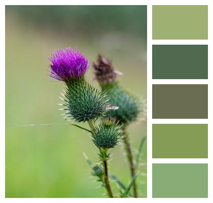 Nature Flower Thistle Image