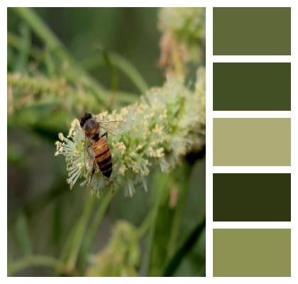 Bee Flowers Pollen Image