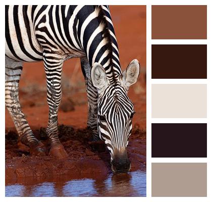 Zebra Safari Wildlife Image