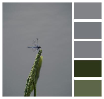 Stem Dragonfly Insect Image