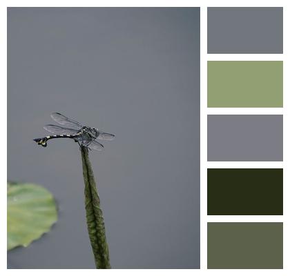 Insect Stem Dragonfly Image