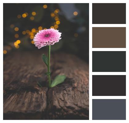Background Flora Botany Nature Image