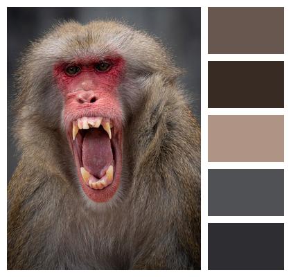 Baboon Monkey Ape Image