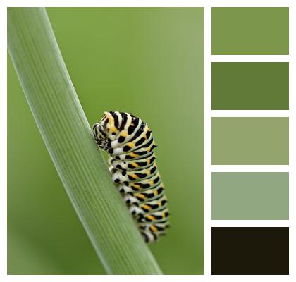 Dovetail Caterpillar Butterfly Image