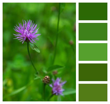 Leaves Knapweed Flowers Image