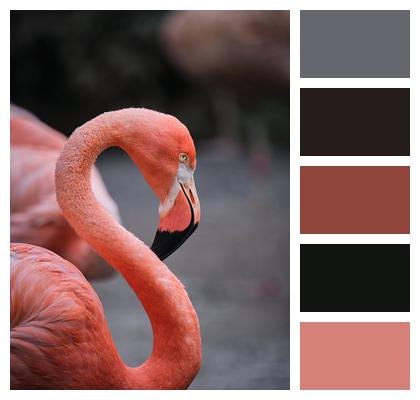 Animal Bird Flamingo Image