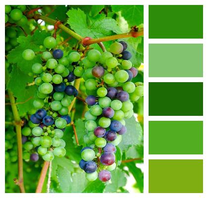 Winegrowing Grapes Viticulture Image
