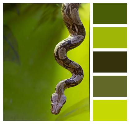 Reptile Snake Viper Image