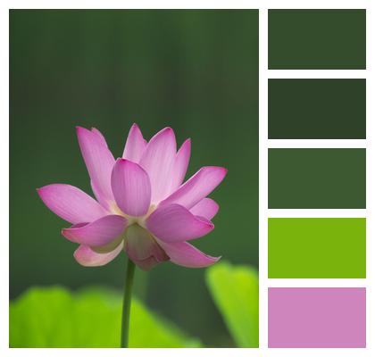 Plant Lotus Flower Image