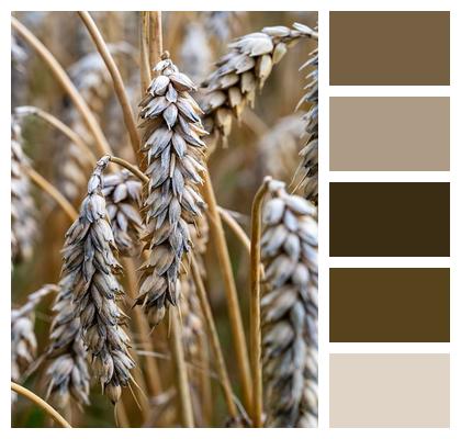 Wheat Grain Agriculture Image