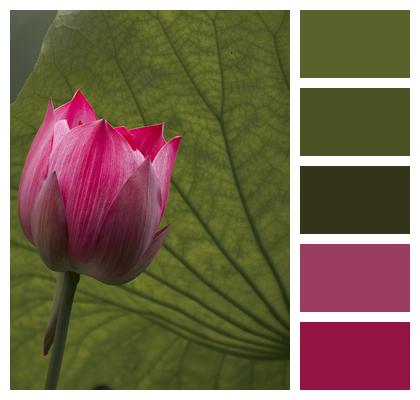 Flower Plant Lotus Image
