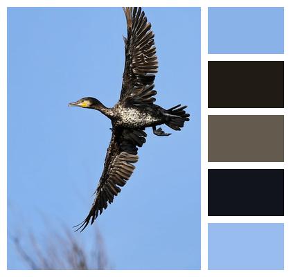 Bird Cormorant Ornithology Image