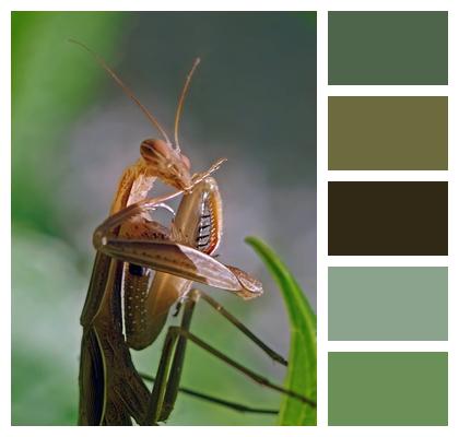 Mantis Insect Animal Image