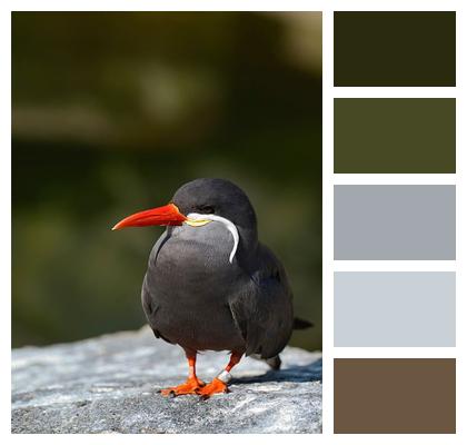 Tern Bird Ornithology Image