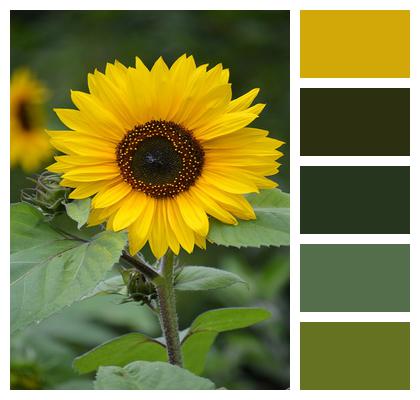 Blossom Composites Sunflower Image