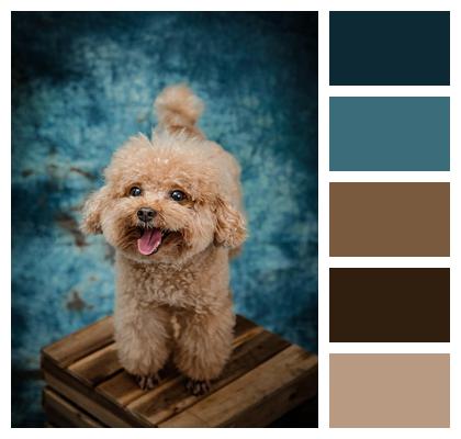 Blue Background Poodle Crate Toy Poodle Image