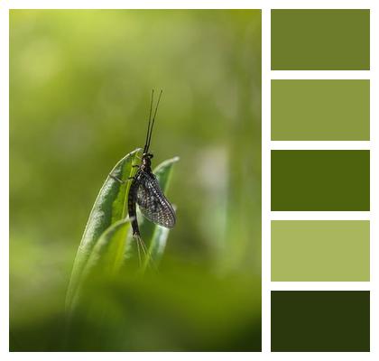 Grass Bug Mayfly Image