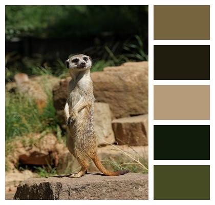 Meerkat Suricate Mongoose Image