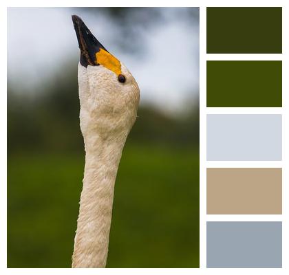 Bird Goose Animal Image
