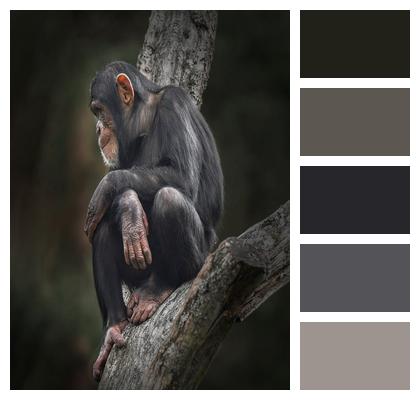 Monkey Chimpanzee Nature Image