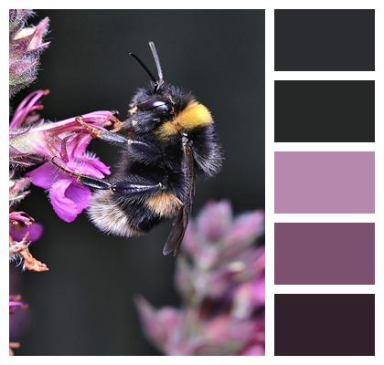 Pollination Bumblebee Insect Image