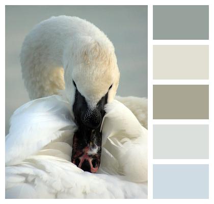 Plumage Beak Swan Image