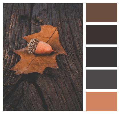 Old Acorn Wood Autumn Image