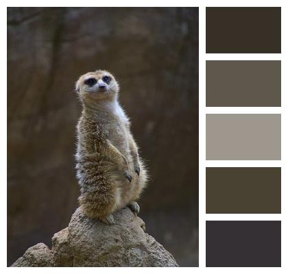 Suricate Meerkat Nature Image