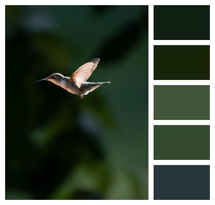 Animal Bird Hummingbird Image