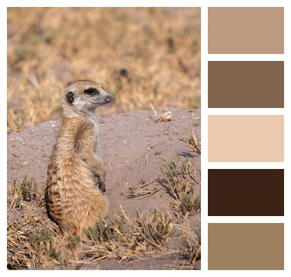 Meerkat Mammal Animal Image