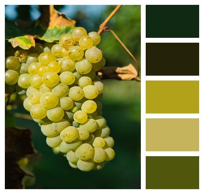 Vineyard Vine Grapes Image