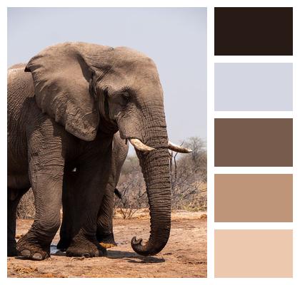 Elephant Botswana Safari Image