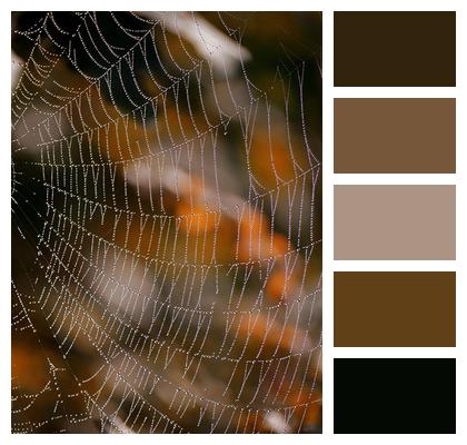 Dewdrop Moisture Spider Silk Web Image