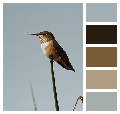 Bird Hummingbird Nature Image