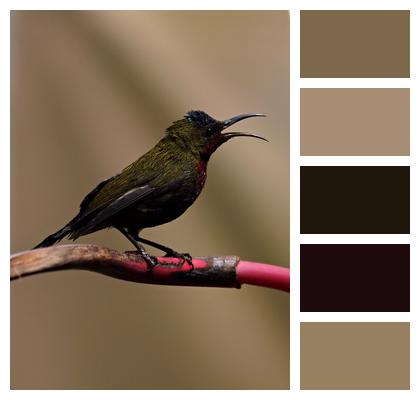 Bird Ornithology Sunbird Image