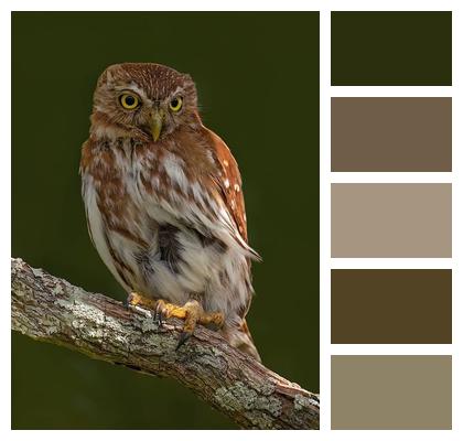Owl Bird Nature Image