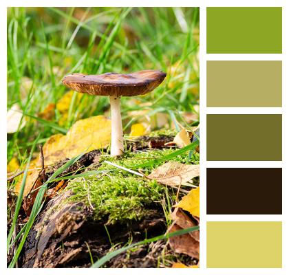Nature Fall Mushroom Moss Image