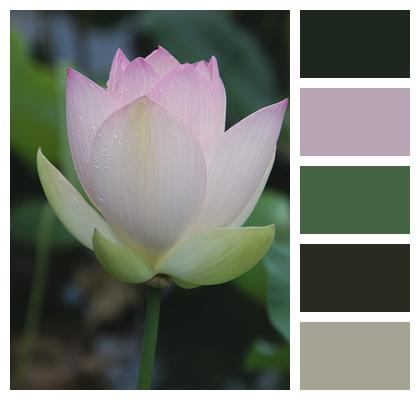 Plant Flower Lotus Image